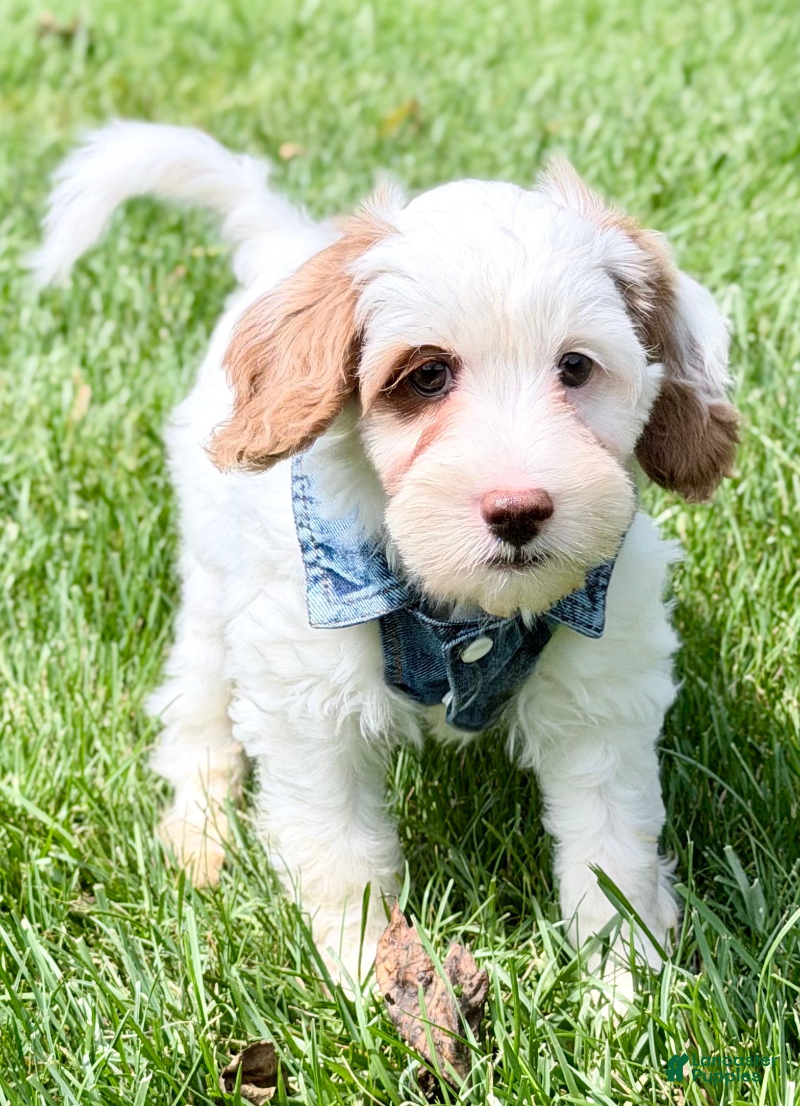 Mini Goldendoodle dogs Waffle-petite  - Ad 2