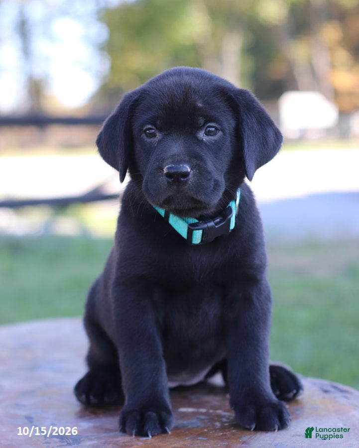 Labrador Retriever dogs Crystal - Ad 1