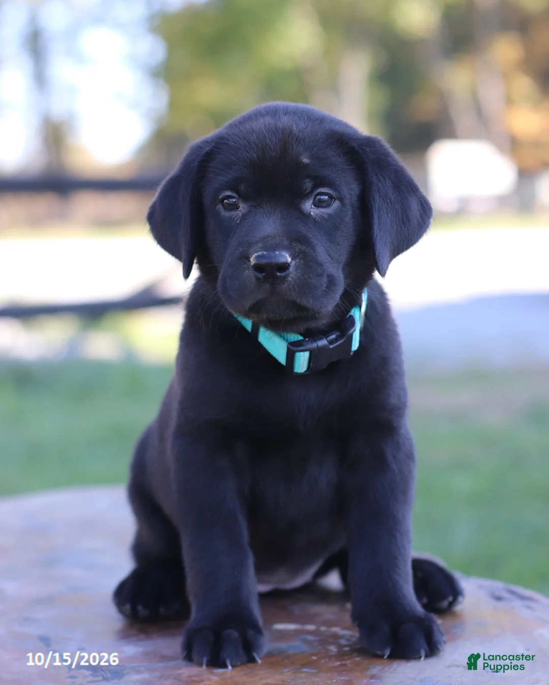 Labrador Retriever dogs for sale: Crystal - Ad 1