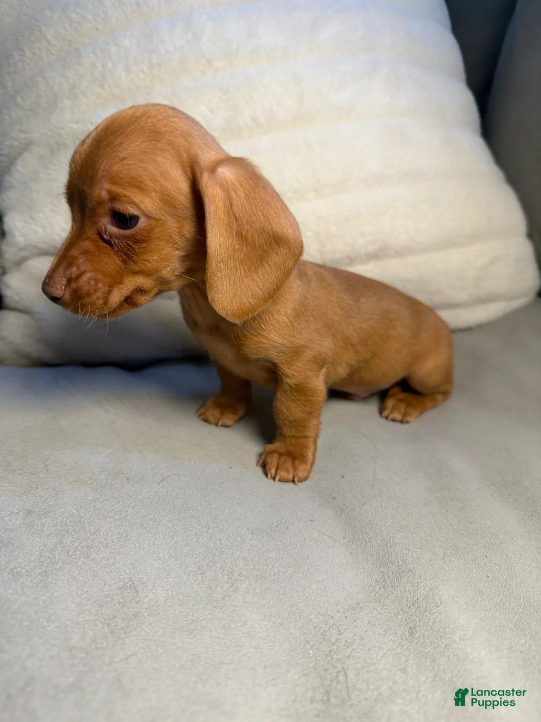 Miniature Dachshund dogs for sale: Peanut - Ad 1