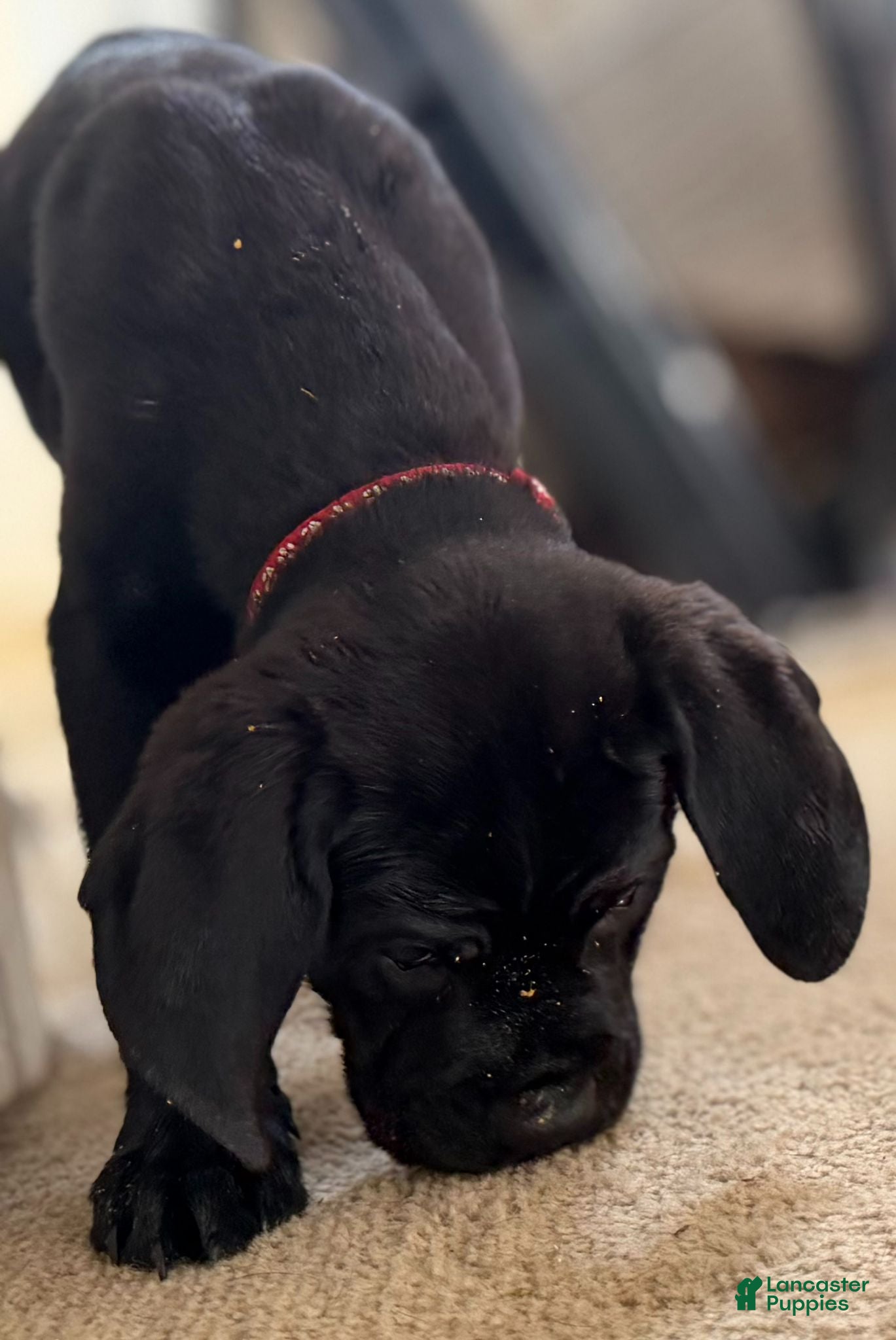 Cane Corso dogs Cane Corso 4 - Ad 1