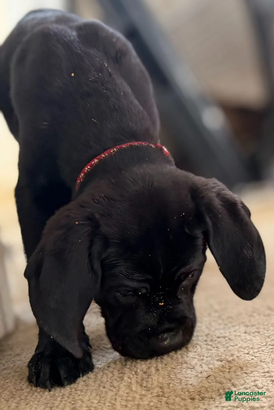 Cane Corso dogs for sale: Cane Corso 4 - Ad 1
