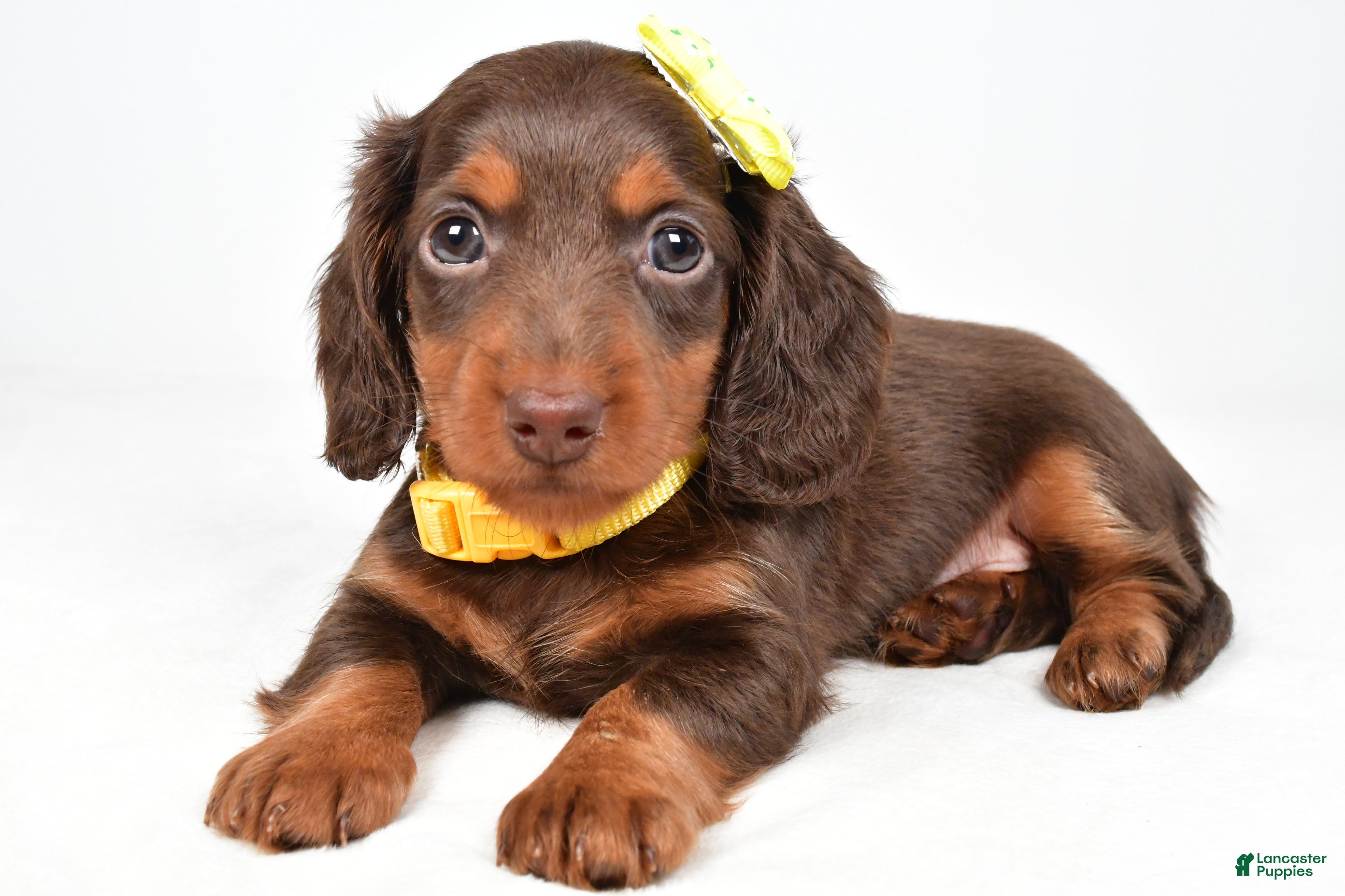 Miniature Dachshund dogs Cody - Ad 2