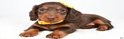 Miniature Dachshund dogs for sale: Cody - Ad 2
