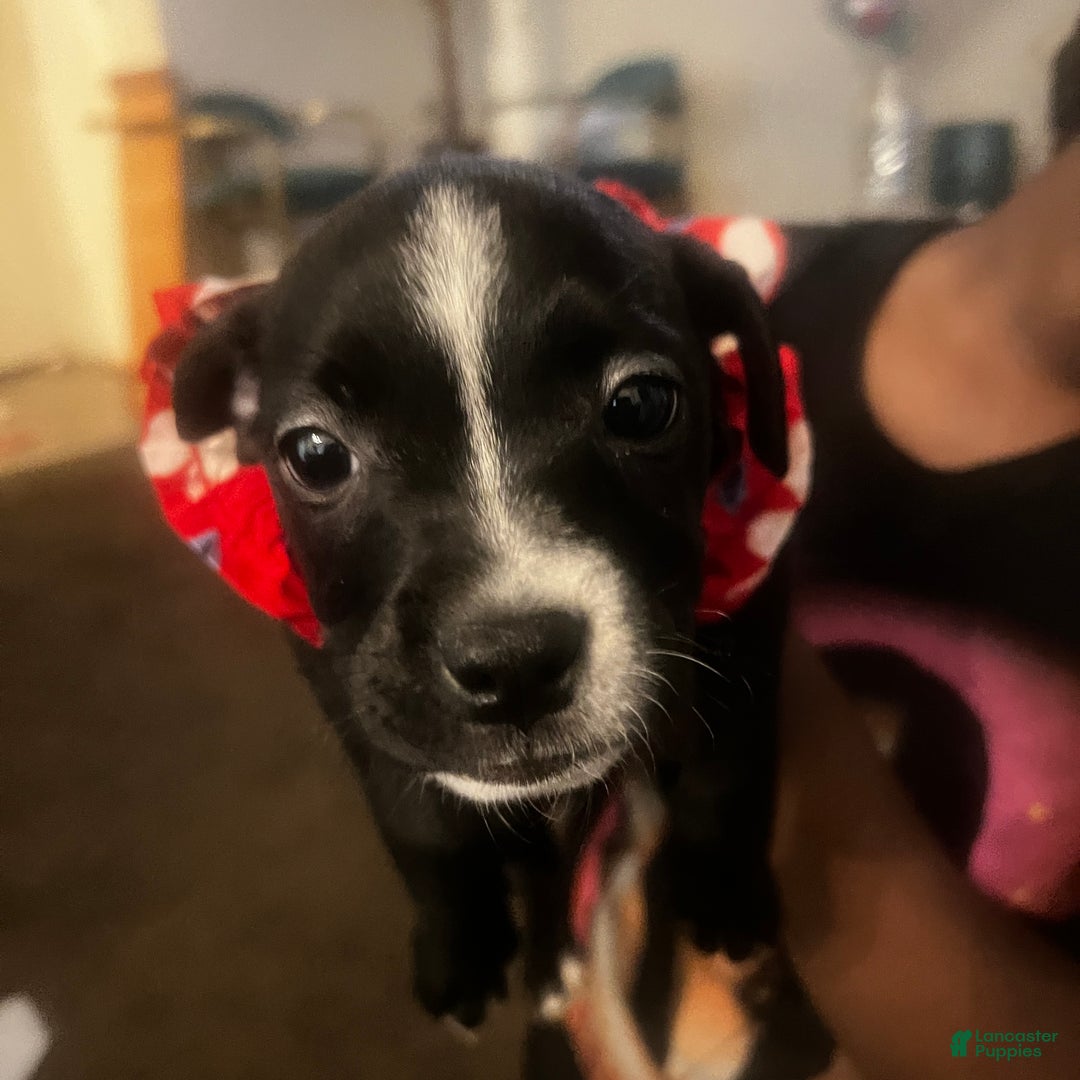 American Pit Bull Terrier dogs for sale: American Pit Bull Terrier Puppy 1 - Ad 1