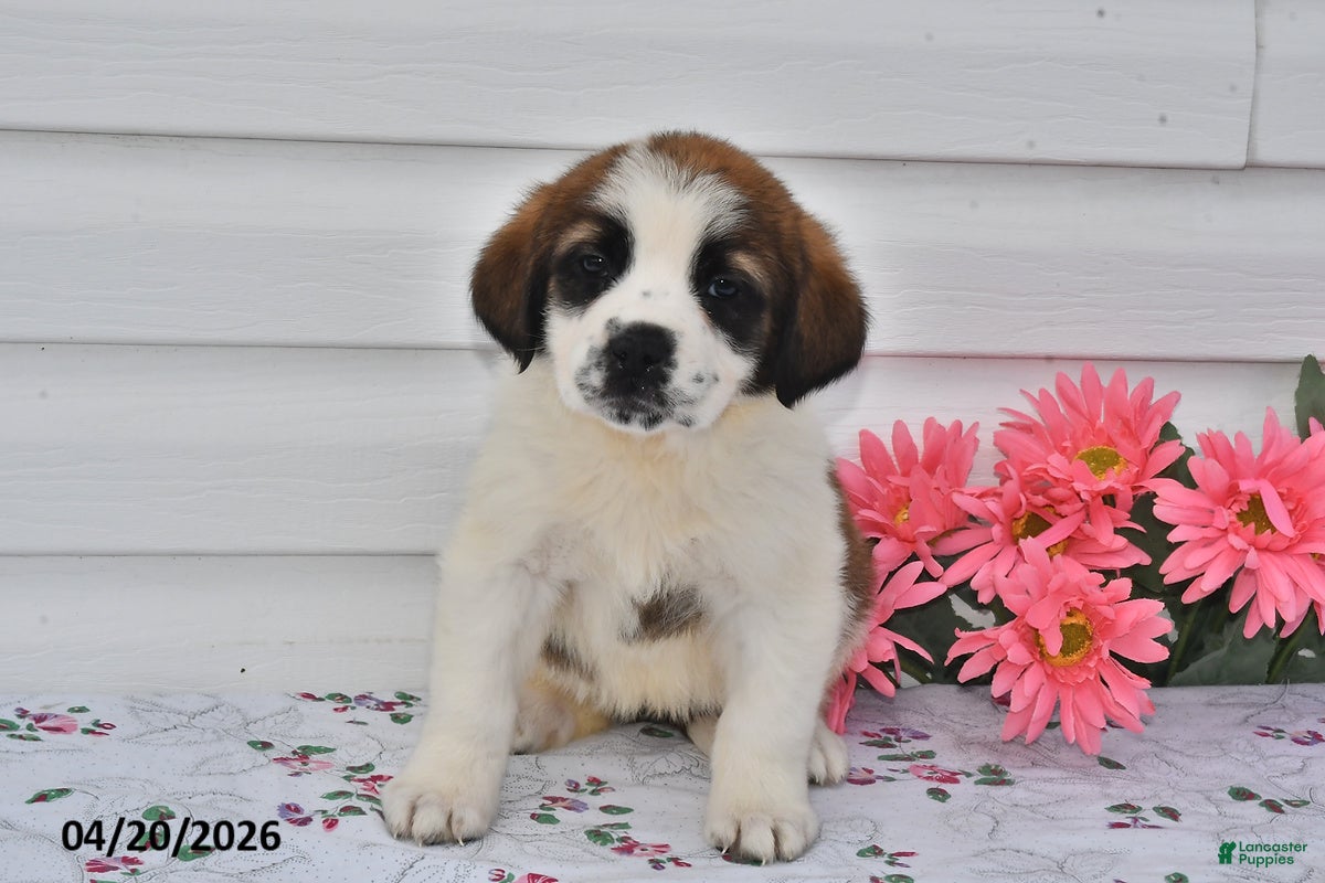 Saint Bernard dogs Blair - Ad 1