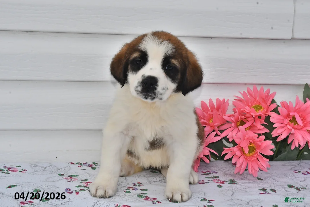 Saint Bernard dogs for sale: Blair - Ad 1