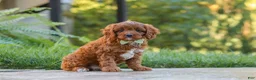 Cavapoo dogs for sale: Benji - Ad 4