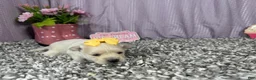 Pomapoo dogs for sale: Pomapoo 4 - Ad 6