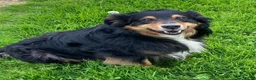 Australian Shepherd dogs for sale: Australian Shepherd 2 - Ad 3