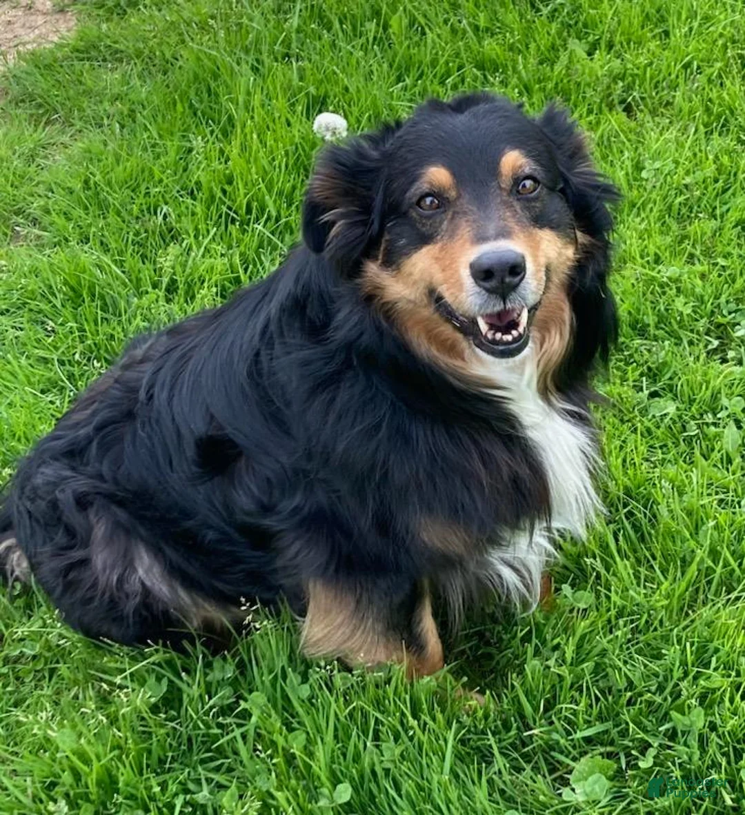 Australian Shepherd dogs for sale: Australian Shepherd 2 - Ad 3