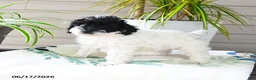 Miniature Poodle dogs for sale: Quicksilver - Ad 4
