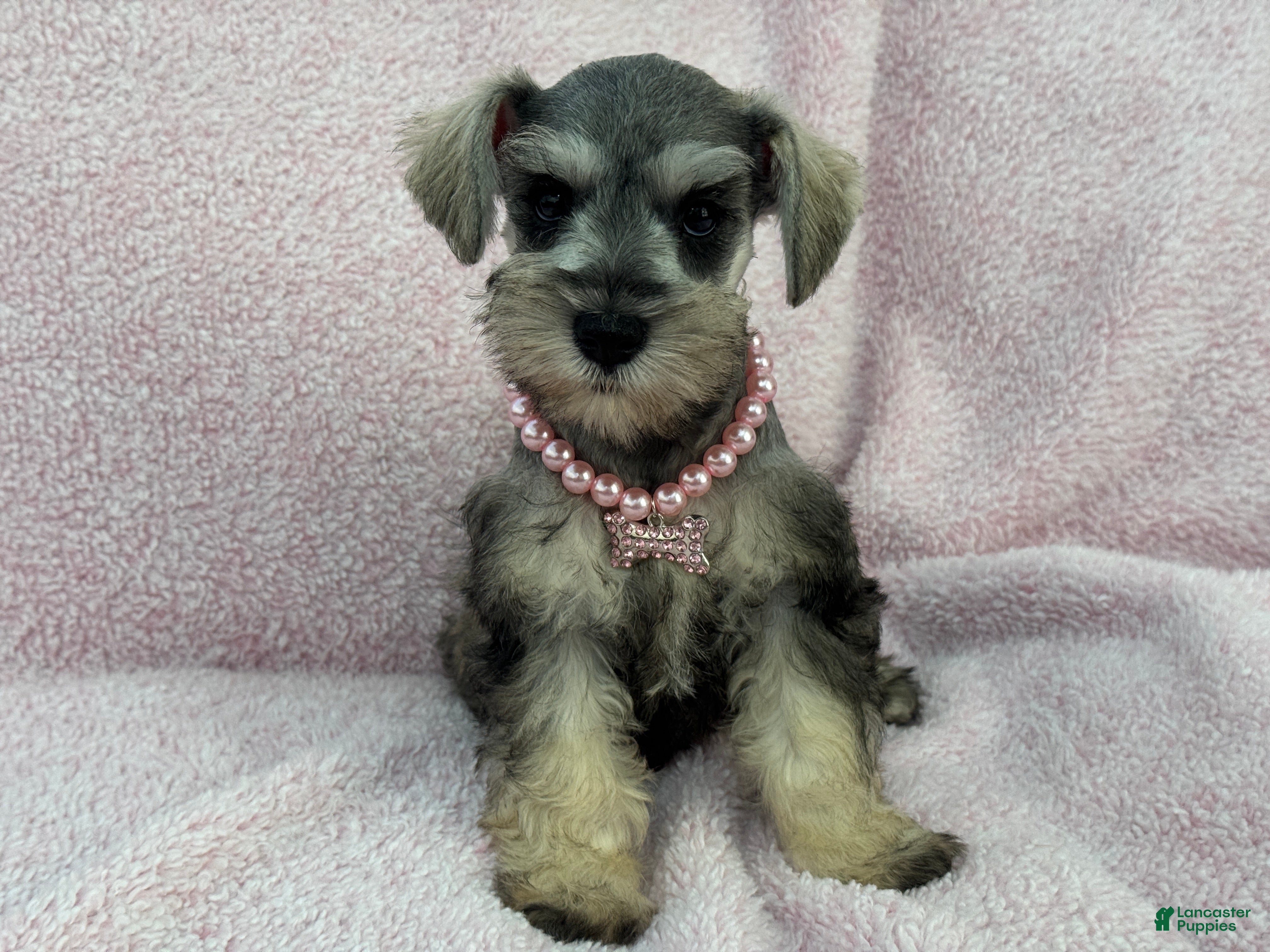 Miniature Schnauzer dogs Josie Female 4 - Ad 10