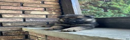 German Shepherd dogs for sale: Blane - Ad 5