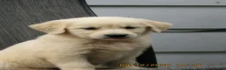 Golden Retriever dogs for sale: Golden Retriever 1 Tate - Ad 2