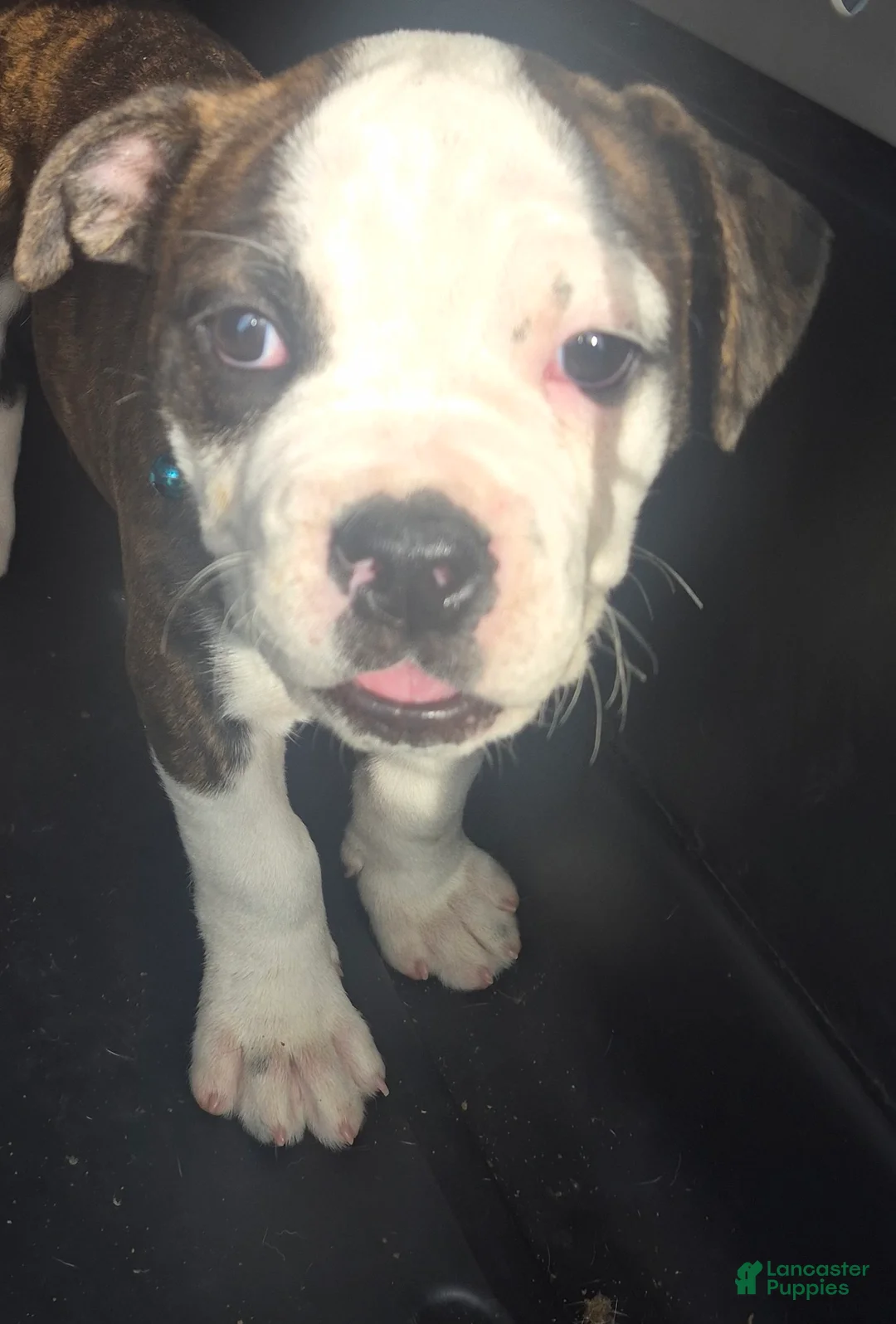 Olde English Bulldogge dogs for sale: Olde English Bulldogge Brindle girl - Ad 1