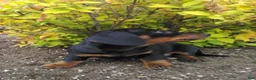 Dachshund dogs for sale: Lexi - Ad 4