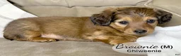 Chiweenie dogs for sale: Brownie - Ad 5