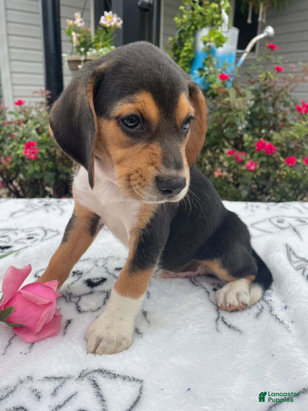 Beagle dogs for sale: Copper - Ad 2