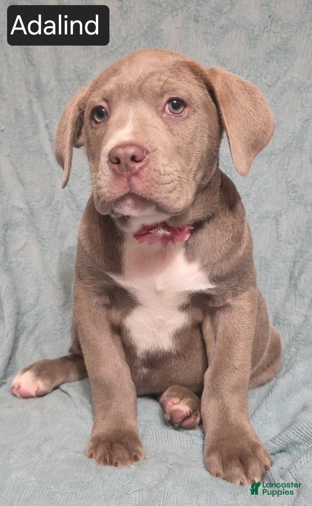 Cane Corso dogs for sale: Adalind - Ad 9