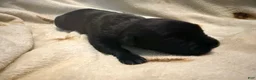 Cane Corso dogs for sale: Crowley AKC - Ad 5