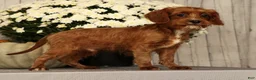 Cavapoo dogs for sale: Isaac - Ad 7