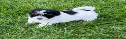 Havapoo dogs for sale: Buddy - Ad 2