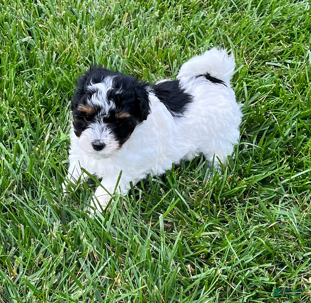 Havapoo dogs for sale: Buddy - Ad 2