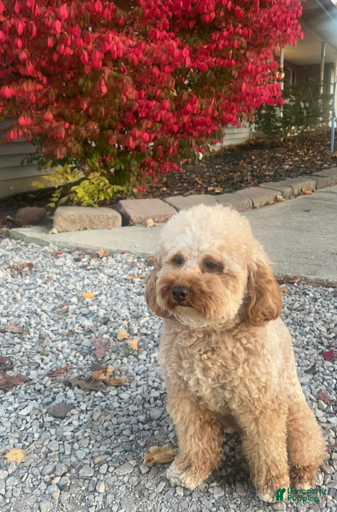 Mini Goldendoodle dogs for sale: Chewy  - Ad 9