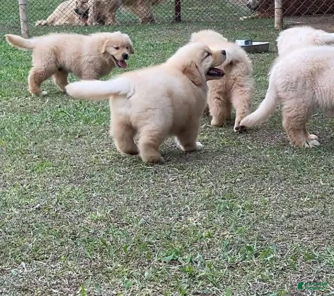 Golden Retriever dogs for sale: Golden Retriever Puppy 8 - Ad 1