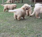 Golden Retriever Puppy 8