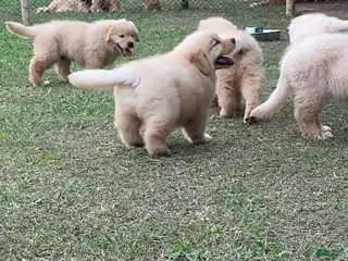 Golden Retriever dogs Golden Retriever Puppy 8 - Ad 8