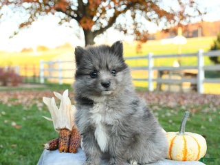 Pomeranian dogs - Ad 12