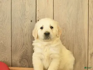 Golden Retriever dogs Gilbert - Ad 6