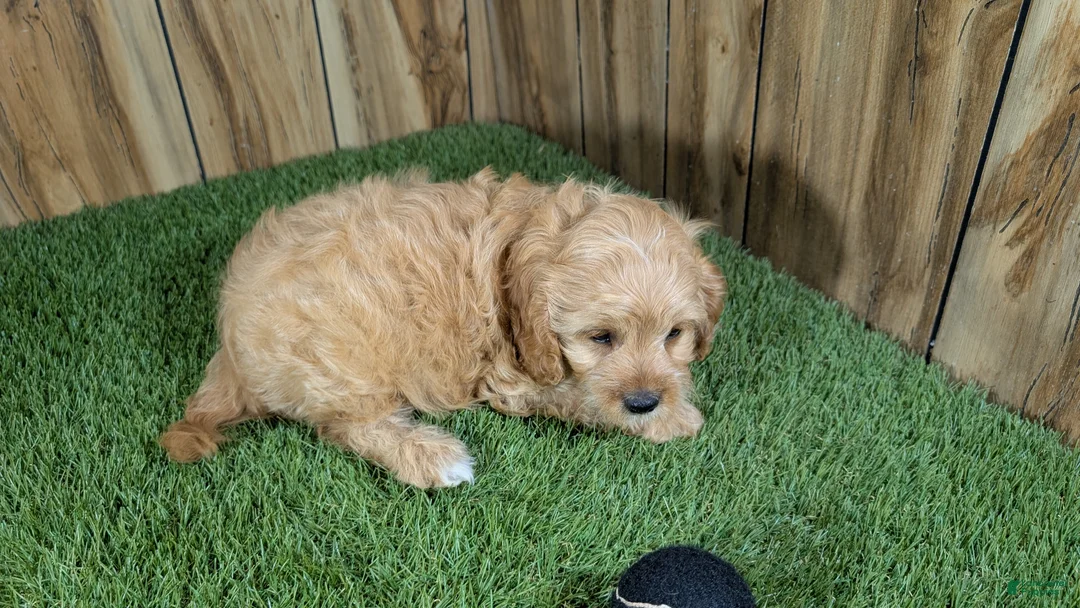 Cavapoo dogs for sale: Kellee Boy 2 - Ad 4