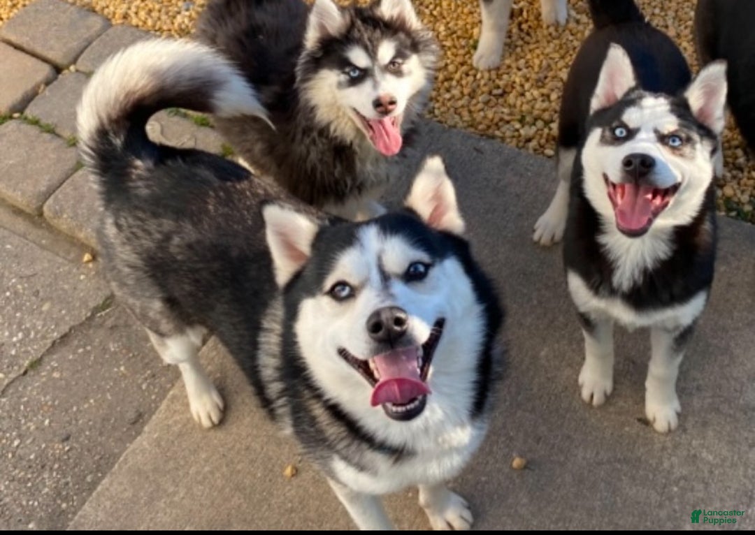 Pomsky dogs for sale: Snickers - Ad 6