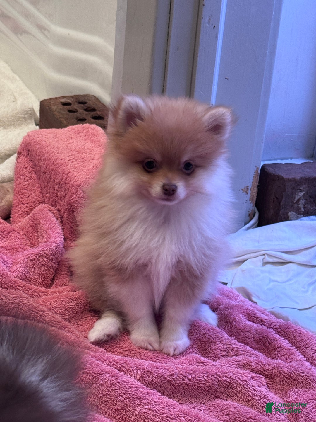 Pomeranian dogs for sale: Orange  - Ad 3