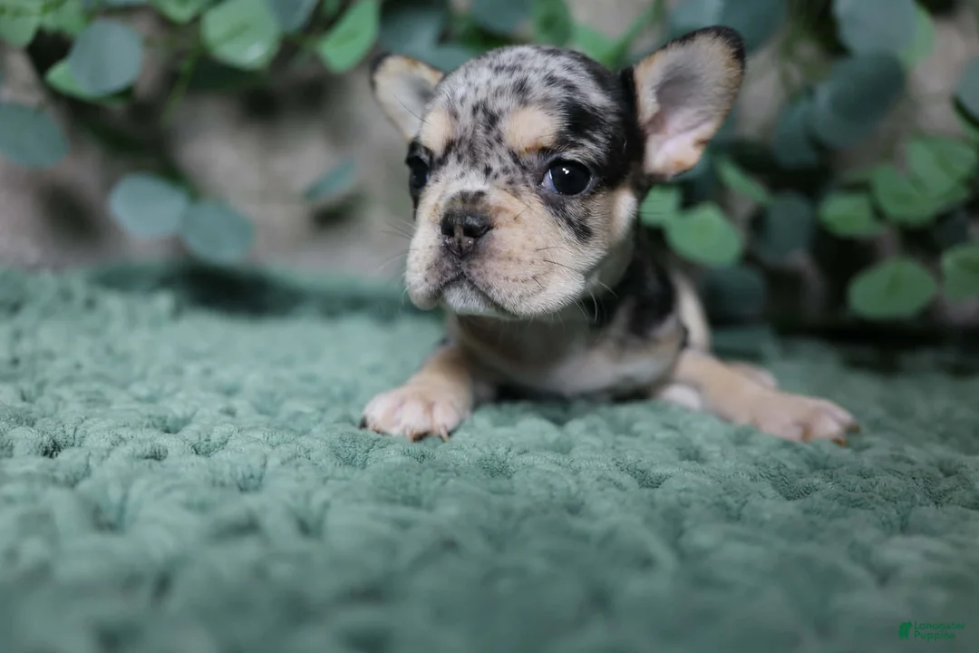 French Bulldog dogs for sale: Kingston  - Ad 2