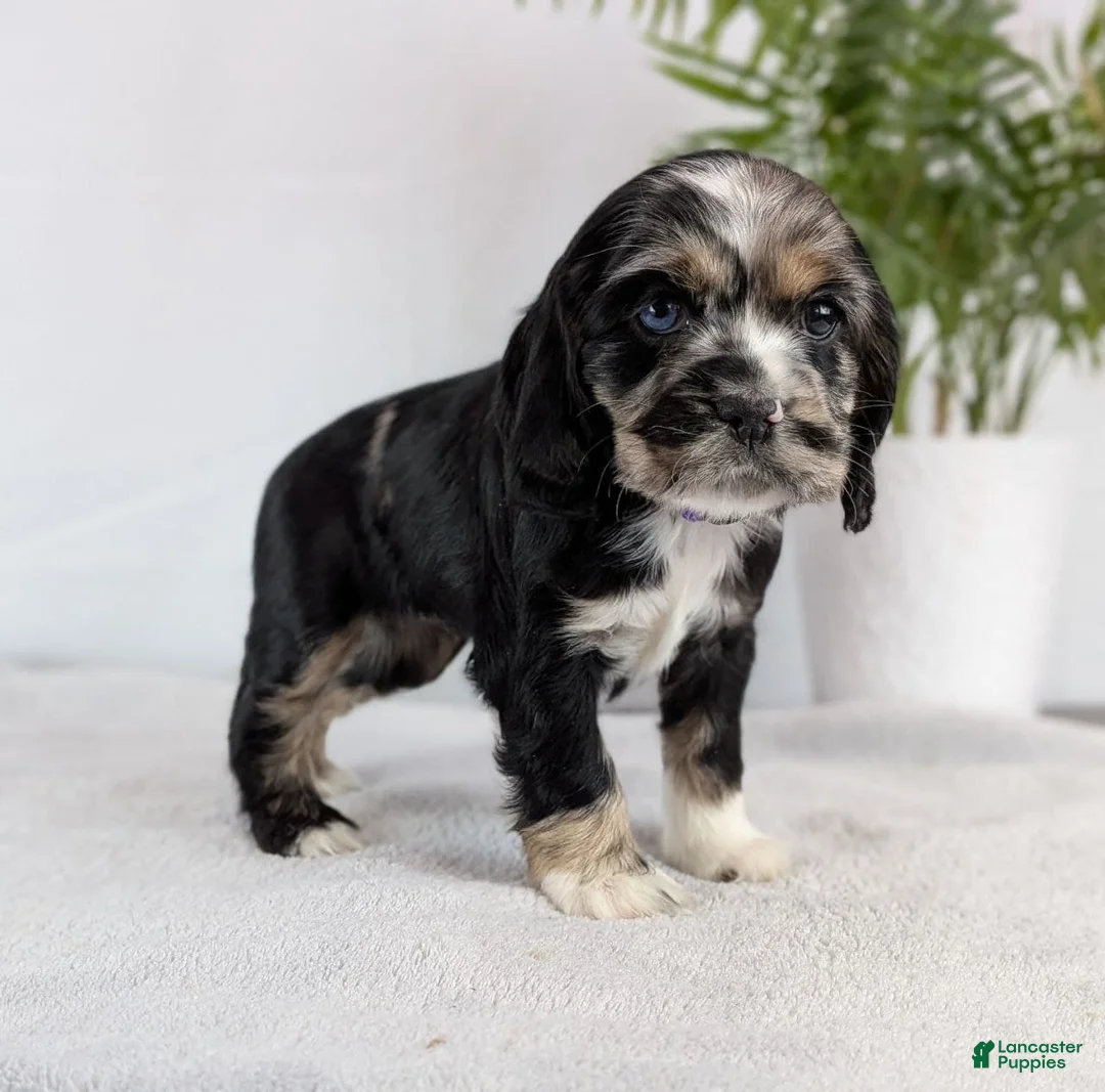 Cocker Spaniel dogs for sale: Cocker Spaniel Puppy 4 - Ad 5