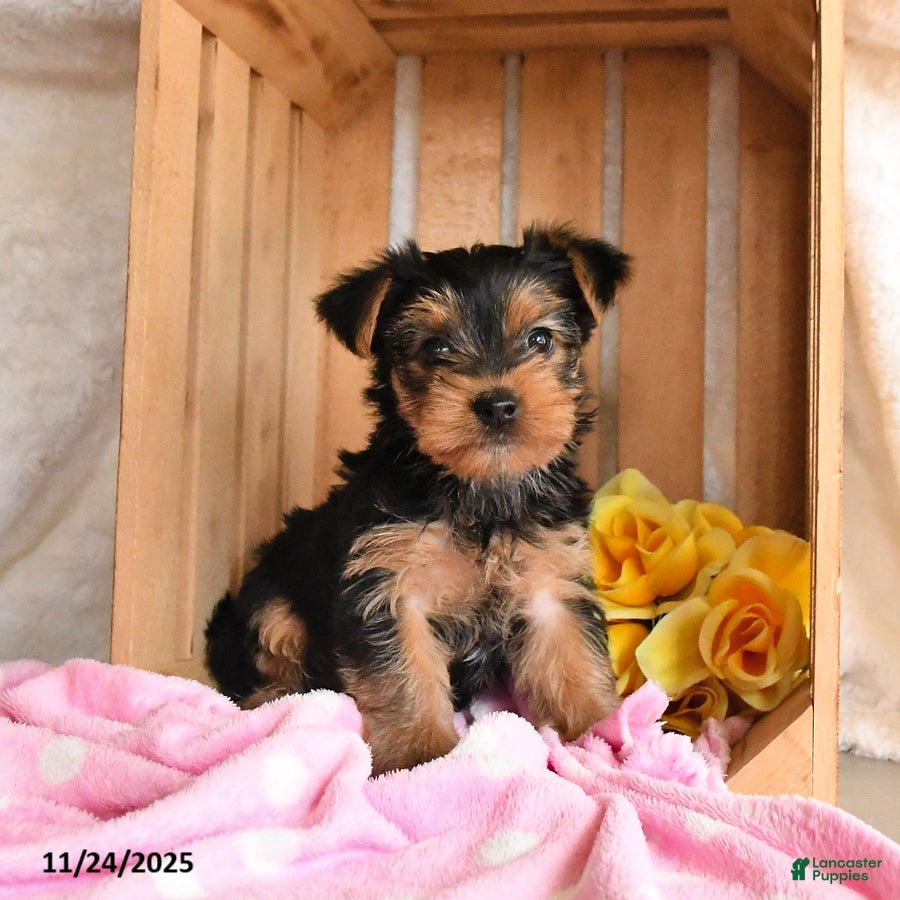 Yorkshire Terrier dogs Honey - Ad 6