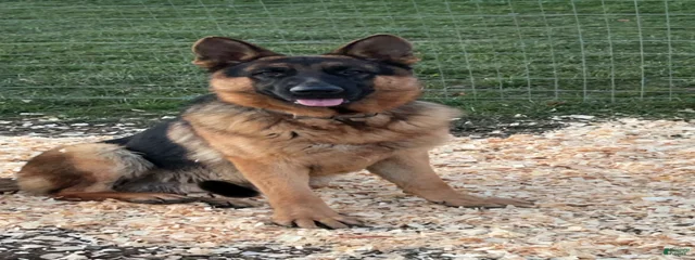Bruno