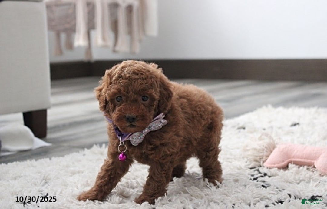 Toy Poodle dogs for sale: Paige - Ad 10