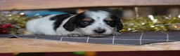 Dachshund dogs for sale: Princess - Ad 15