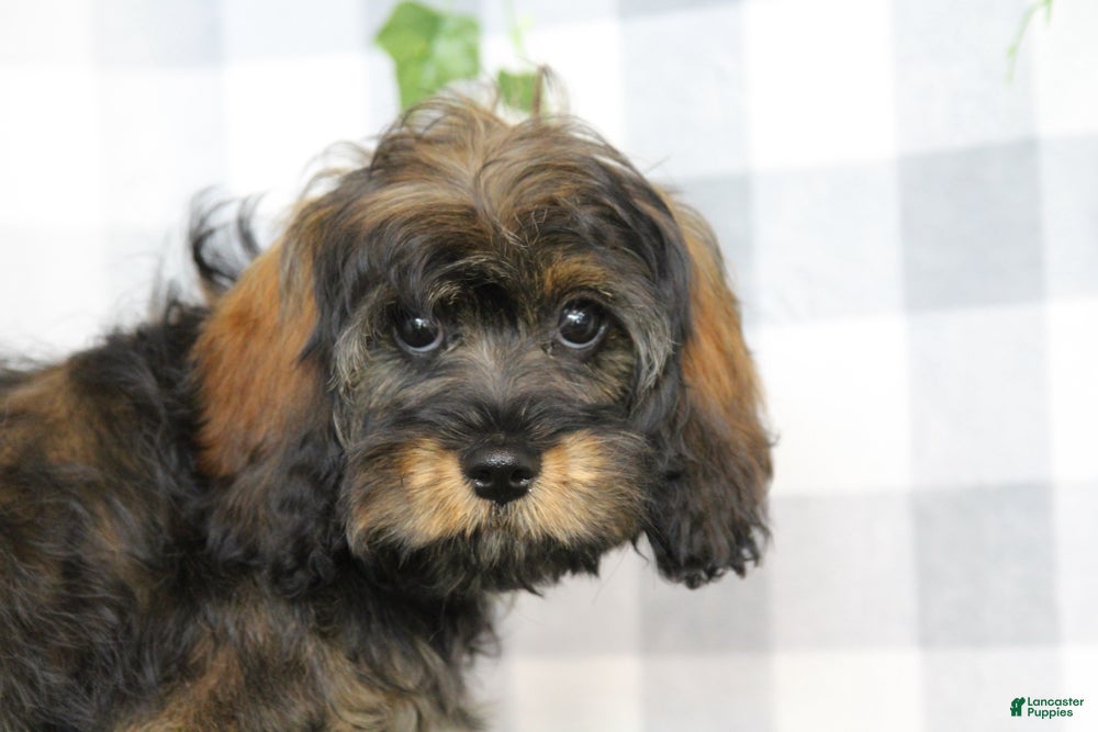 Cavapoo dogs Kali - Ad 34