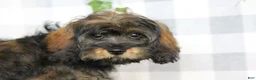Cavapoo dogs for sale: Kali - Ad 1
