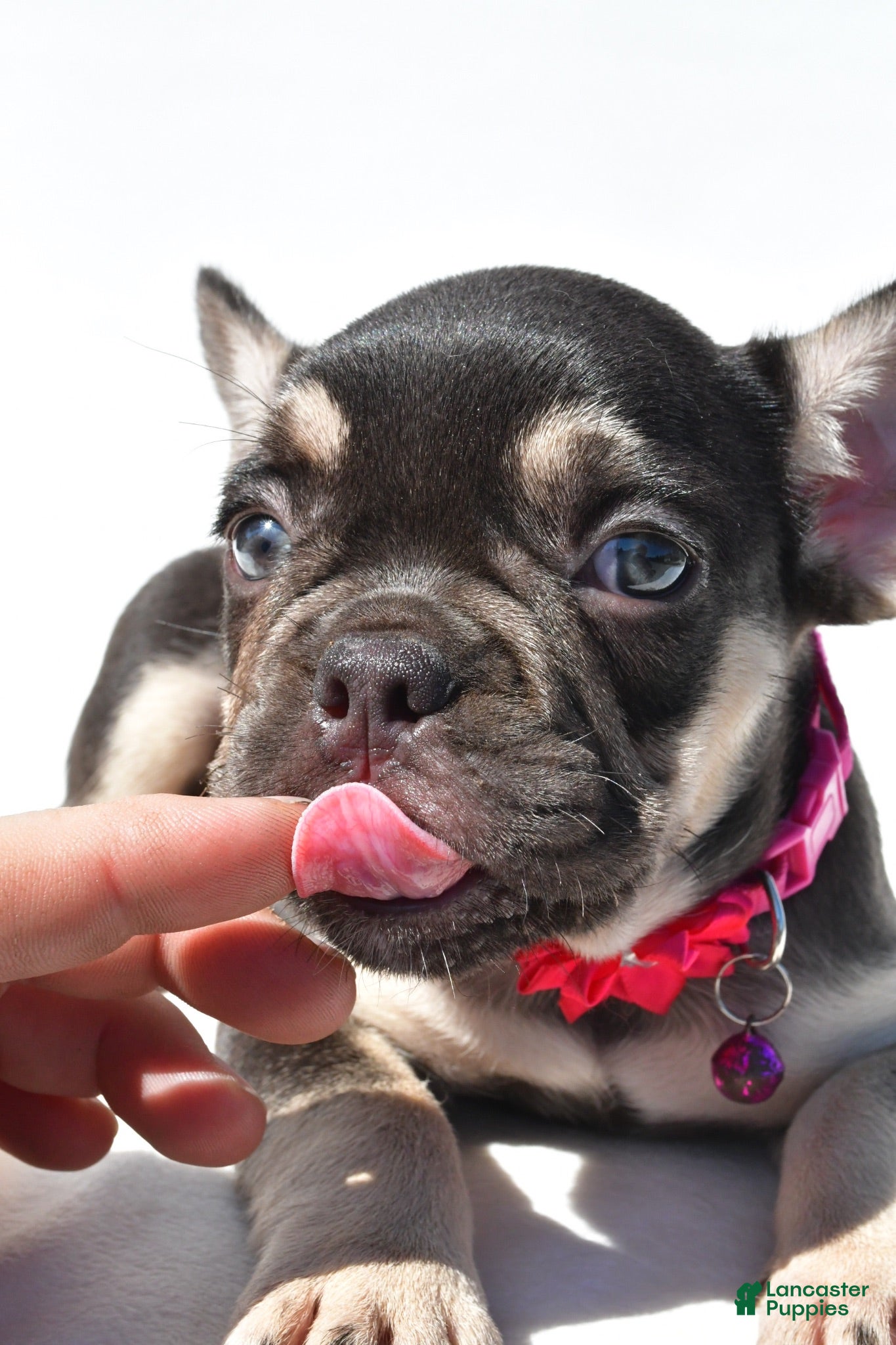 French Bulldog dogs Noelle - Ad 2