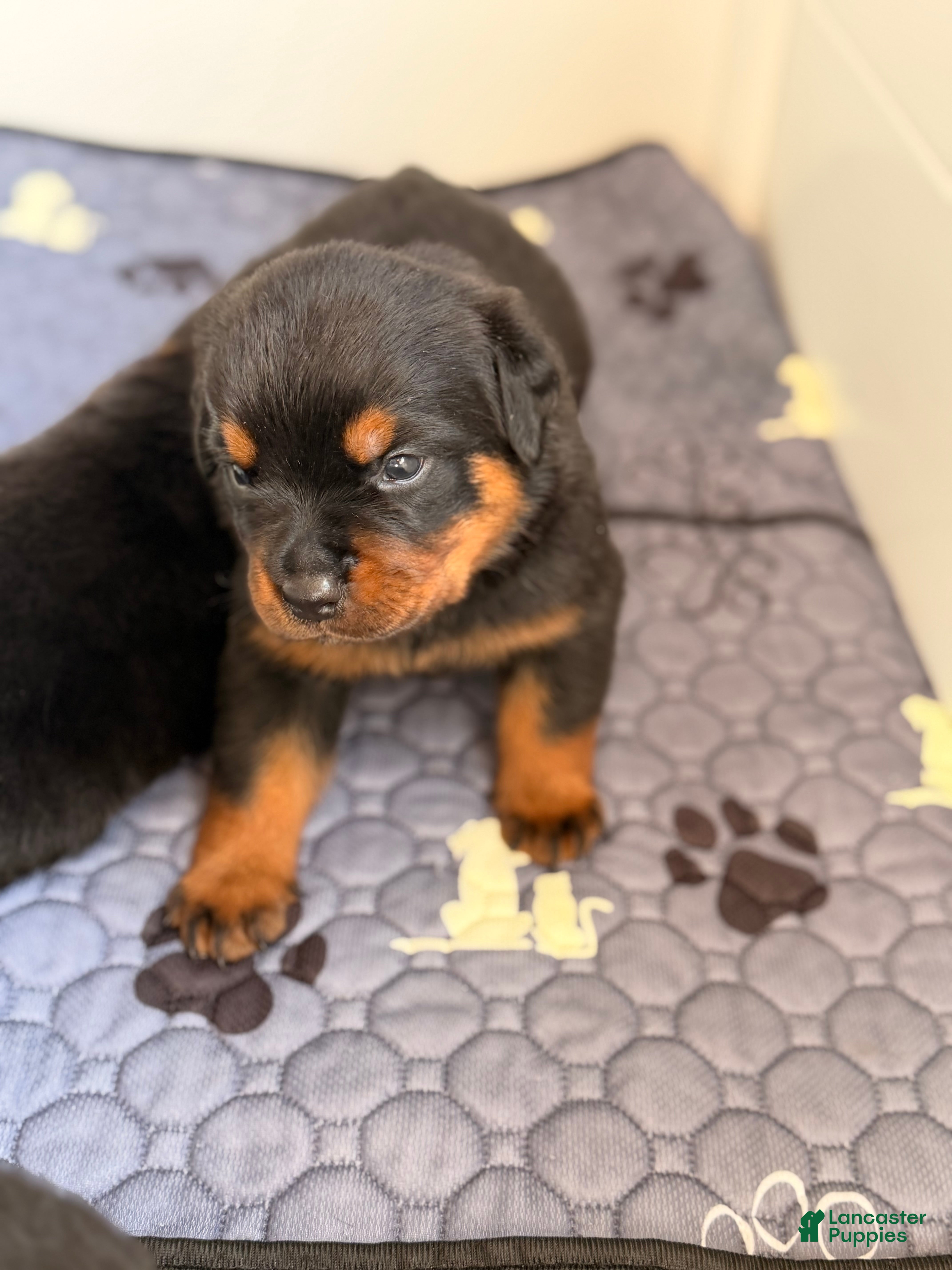 Rottweiler dogs Rottweiler Puppy 5 - Ad 5