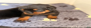 Rottweiler Puppy 5
