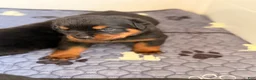 Rottweiler dogs for sale: Rottweiler Puppy 5 - Ad 1