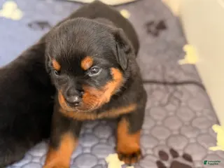 Rottweiler dogs Rottweiler Puppy 5 - Ad 4
